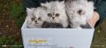 Персийски котенца, снимка 1