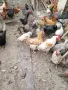 продавам домашно гледани кокошки петли пилета , снимка 2