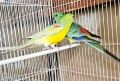 Продавам 3 двойки Пойни папагали , снимка 1