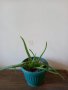 Продавам цветя - коледарче, мушкато, алое  и други, снимка 4