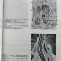 Эмбриология человека Атлас - Л. И. Фалин, снимка 10 - Специализирана литература - 35205923
