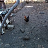 Петле шабо и кокошка супер харко, снимка 10 - Кокошки и пуйки - 42713149
