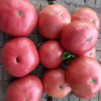 Семе розови домати , снимка 5 - Сортови семена и луковици - 43060512