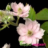 Розово цъфтяща сладка къпина (Лох мери), снимка 2 - Градински цветя и растения - 27265616