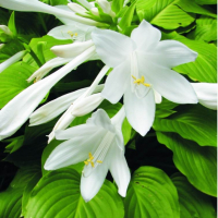 Хоста plantaginea, снимка 2 - Градински цветя и растения - 44900418