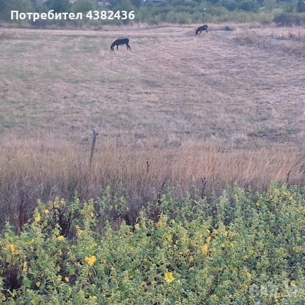 Изкупуваме земя,пасища ,ливади , снимка 1