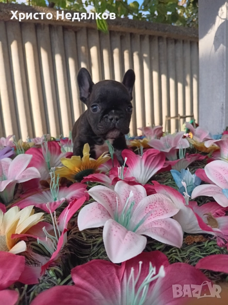 Френски булдог , снимка 1