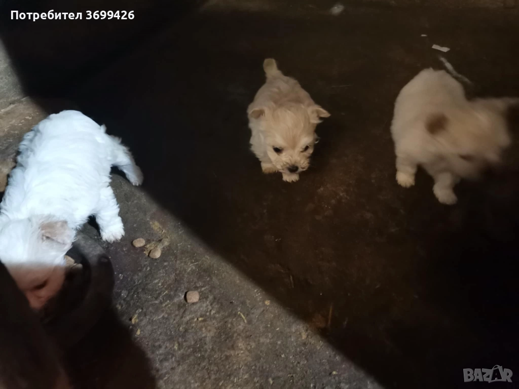 Болонки, снимка 1