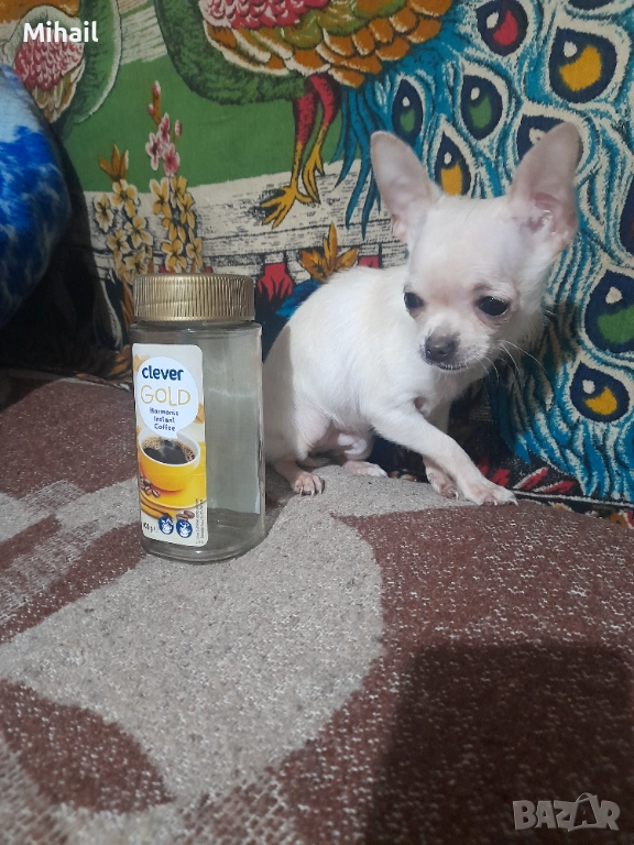 Продавам чихуахуа, снимка 1