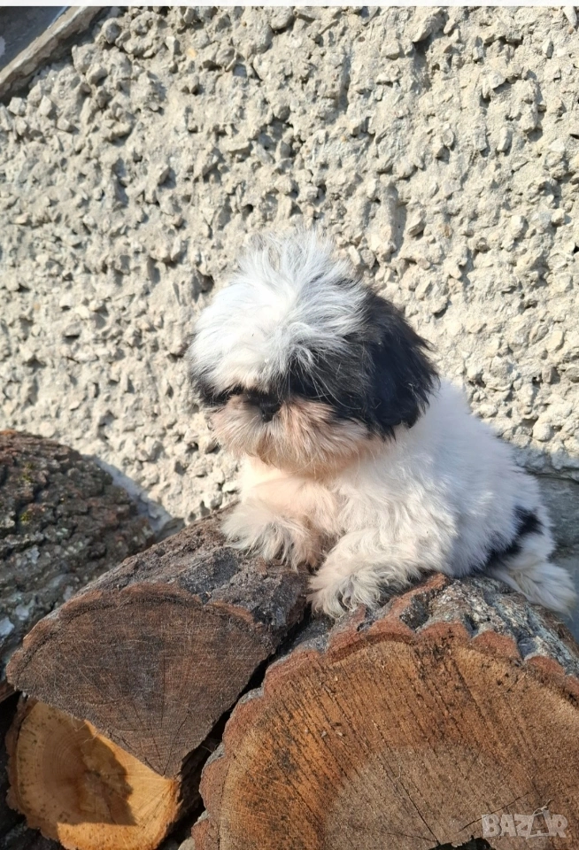 малка принцеса порода Ши тцу , снимка 1