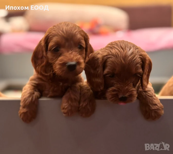 Продавам кучета порода Кокапу , снимка 1