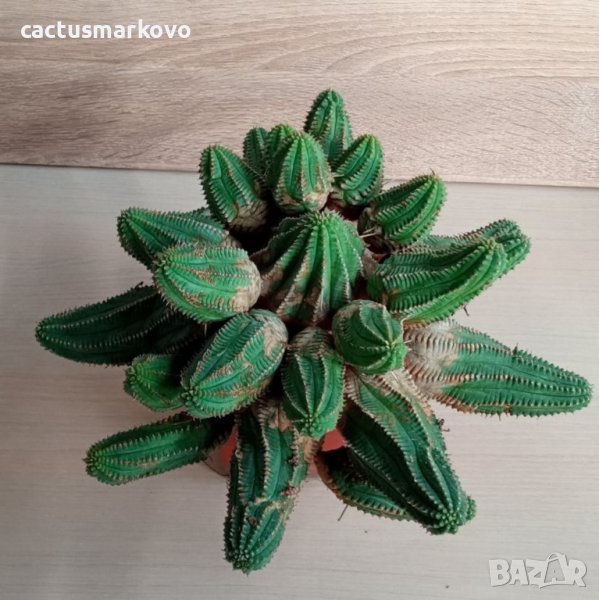 Euphorbia  obesa hybrid, снимка 1