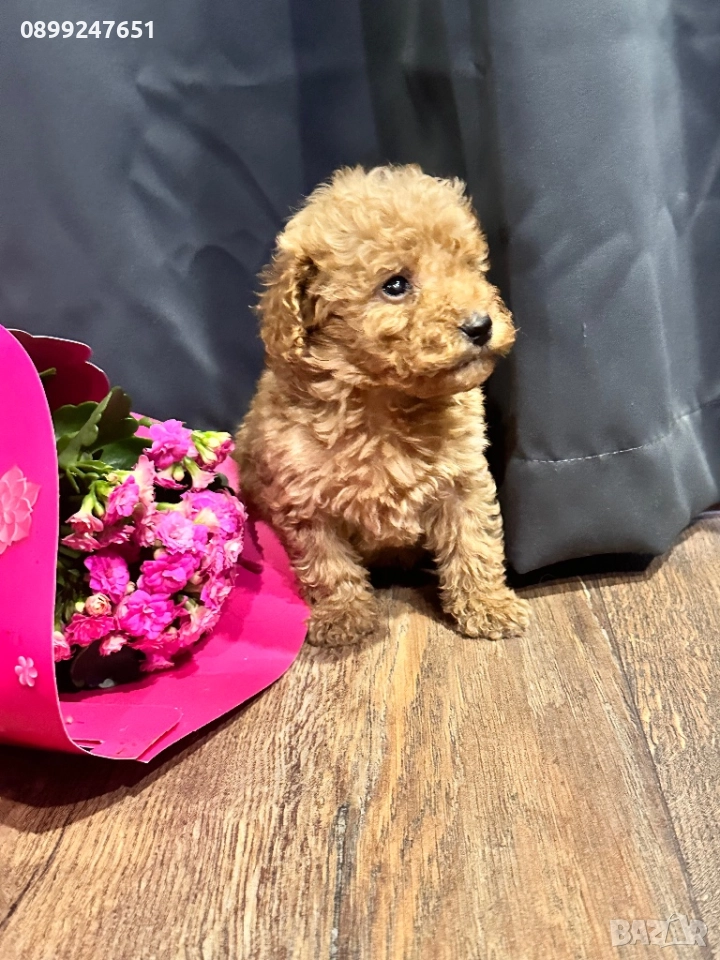 Той пуделче, снимка 1