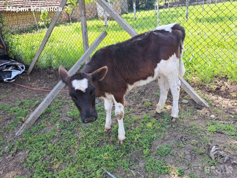 1 бр ОТБИТО ТЕЛЕ ЖЕНСКО , снимка 1