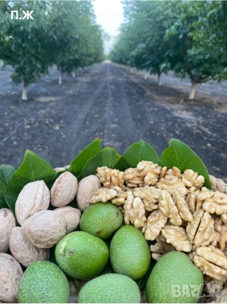 2025 Градински орехи 2025, снимка 1