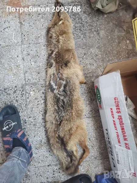 кожа от лисица, снимка 1