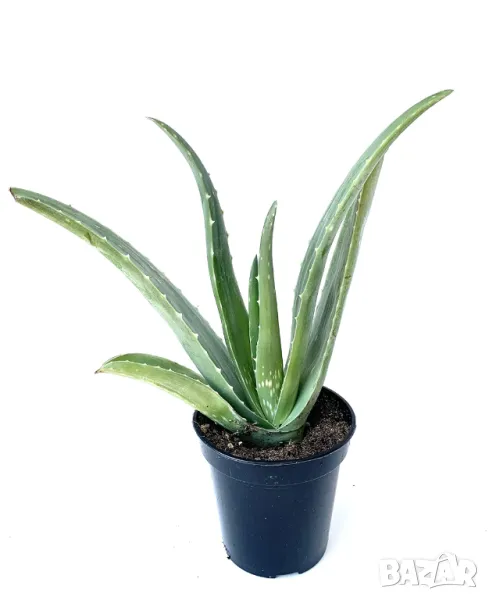  алое, снимка 1