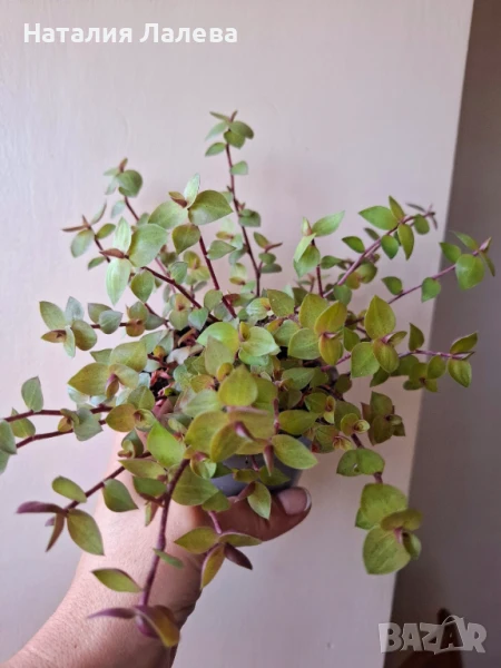 Традесканция, callisia repens Gold, снимка 1