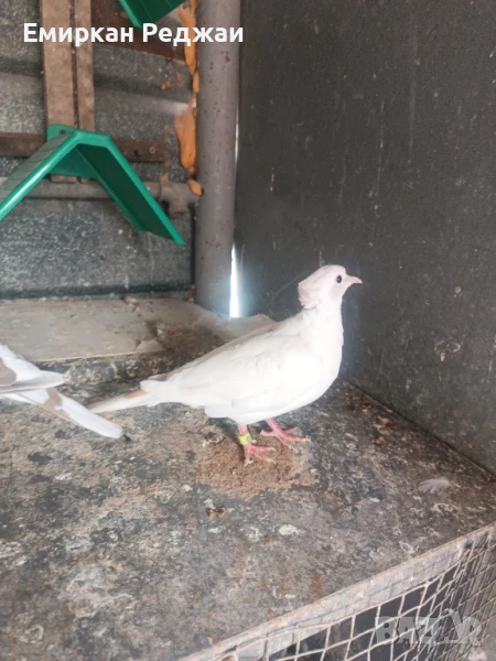 гугутки чифтове и млади, снимка 1