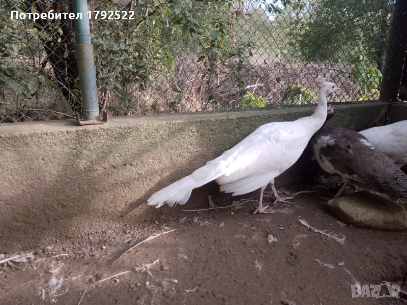 Мъжки бял паун 2024 , снимка 1