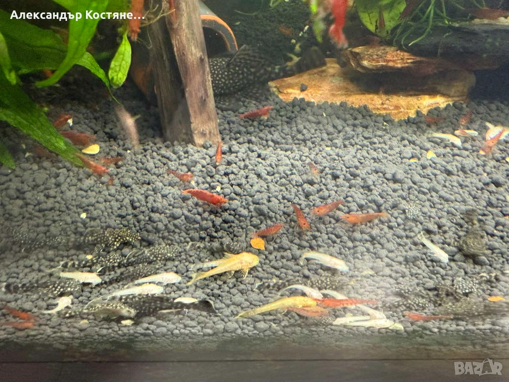 Анциструс бели и черни от 1 см до 2 см, снимка 1