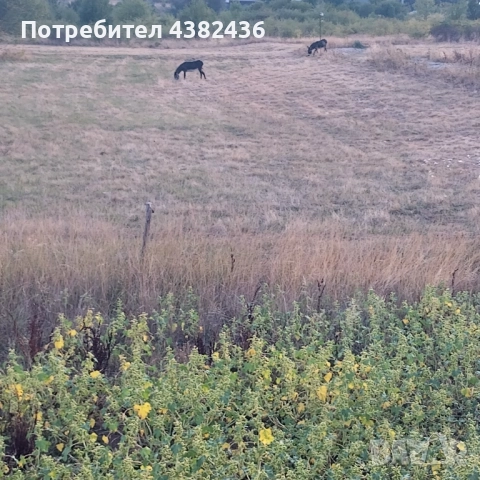 Изкупуваме земя,пасища ,ливади 