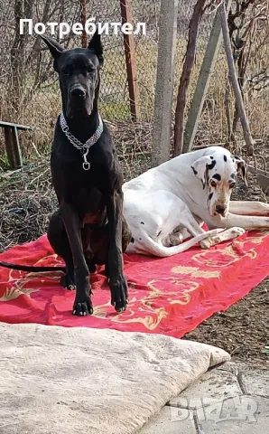 Немски дог, снимка 10 - Немски дог - 46530528