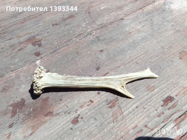 Рог от сръндак, снимка 2 - Декорация за дома - 50444888