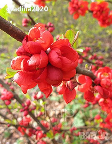 Японска дюля - Цидония  Налични 3 цвята, снимка 6 - Разсади - 41169718