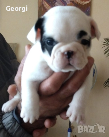 Френски булдог/малки кученца , снимка 12 - Френски булдог - 52590685