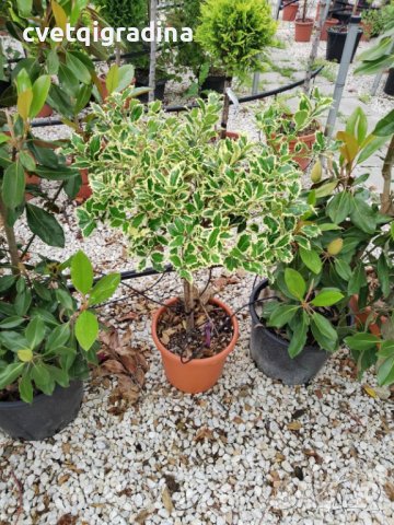 Ilex variefatum Alberet(Илекс Алберт), снимка 2 - Градински цветя и растения - 43906807