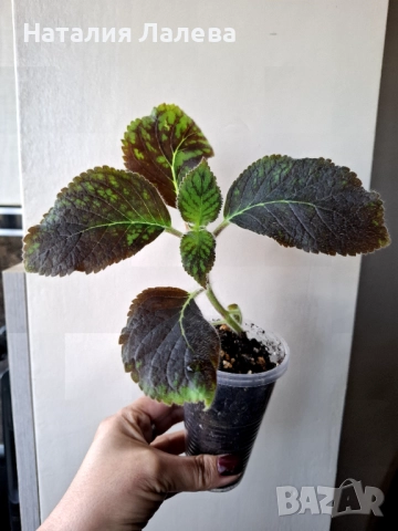 Колерия, Колумнея, Kohlera Ni's Marta, снимка 2 - Стайни растения - 52328802