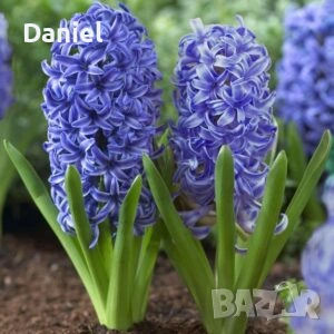 Зюмбюл, снимка 4 - Градински цветя и растения - 53383881