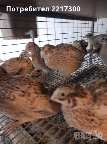 Продавам пъдпъдъци 