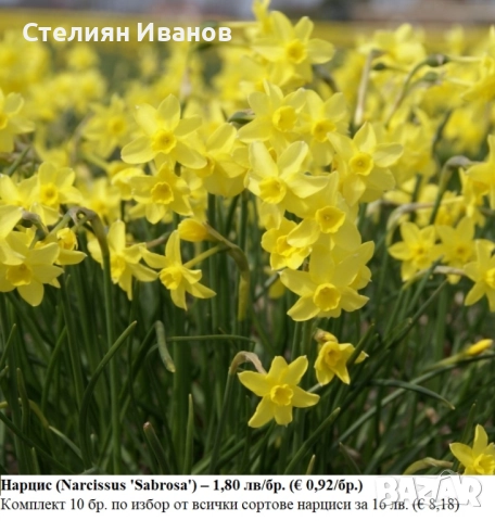 СОРТОВИ НАРЦИСИ - ЛУКОВИЦИ, снимка 11 - Сортови семена и луковици - 52372810