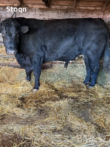Продавам Бик Абърдийн, снимка 2 - Крави - 52686747