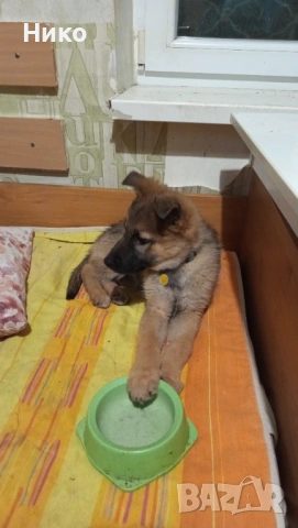 Женска немска овчарка