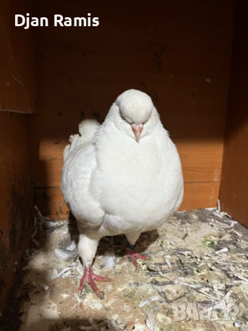 2 женски гълъба Американски кинг, снимка 5 - Гълъби - 53126355