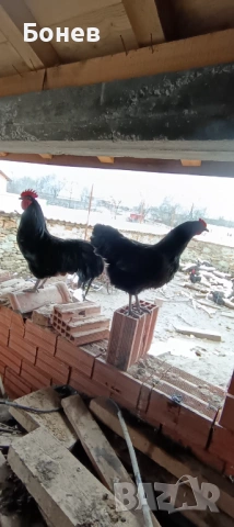 Петли Австролорп, снимка 12 - Кокошки и пуйки - 52185791