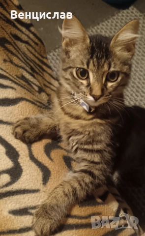 Подарявам малко коте,на 5 месеца. , снимка 3 - Ангорски - 53208172