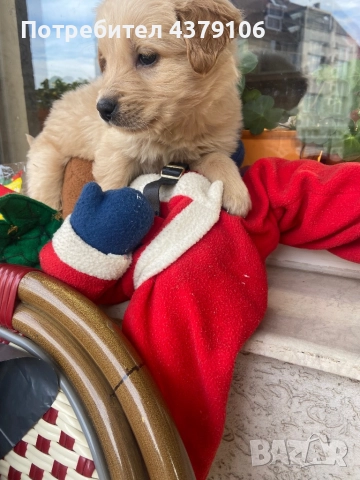 Голдън ретривър момче родословна майка, снимка 5 - Голдън ретривър - 52895399