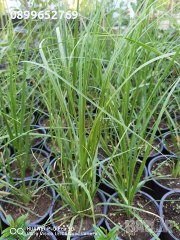 Пампаска трева(Бяла и Розова) , снимка 2 - Разсади - 51393000