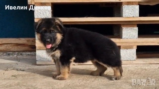 Немска овчарка с родословие от развъдник Бургас 