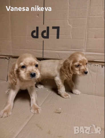 Чистокръвни Кокер Шпаньоли, снимка 2 - Кокер шпаньол - 51548928