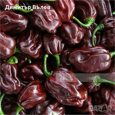 Семена Шоколадово Хабанеро са за люта чушка сорт Хабанеро е една от най-разпространените в света., снимка 7 - Разсади - 47394962