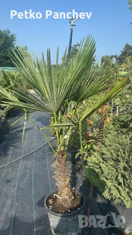Палма Трахикарпус -22, снимка 7 - Градински цветя и растения - 50637983