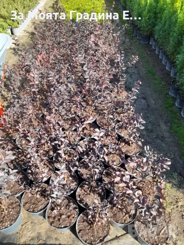 Индийски Люляк , снимка 11 - Градински цветя и растения - 49492727