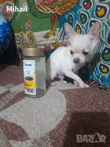 Продавам чихуахуа