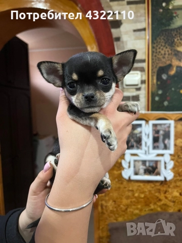 чихуахуа , снимка 4 - Чихуахуа - 52771046