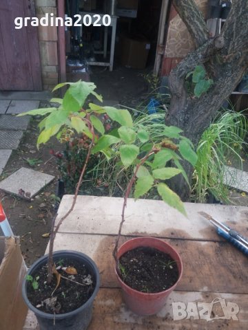 Малини микс  - Сортови , снимка 6 - Разсади - 33193506